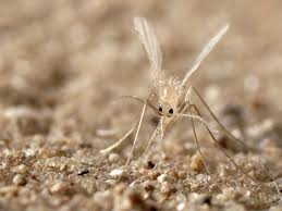 مكافحة ذبابة الرمل